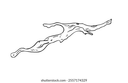 Driftwood black white vector illustration isolated on white. Gnarly branch, bark tree hand drawn graphic monochrome. Uneven tree branch, natural wood element for design. Dried tree branch sketch.