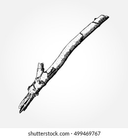 Driftwood forest ground floor hand drawn ink rustic design element. Dry tree branch and wooden twig in natural rural style. Vintage highly detailed classic ink drawing art in engraved style. Vector.