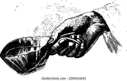 Drinking Cup made from a leaf of the Travellers Tree vintage line drawing or engraving illustration.