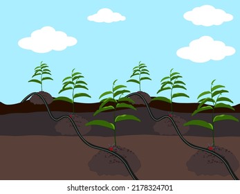 Drip irrigation system in the farm.