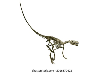 dromaeosaurus skeleton, vector, raptor family. Dinosaur skeleton, isolated on white background.