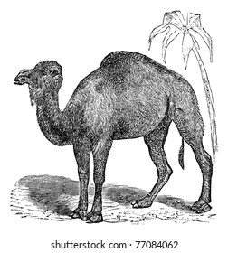 Dromedary, Arabian camel or  Camelus dromedarius vintage engraving. Old engraved illustration of dromedary near palm tree on desert. Trousset encyclopedia.