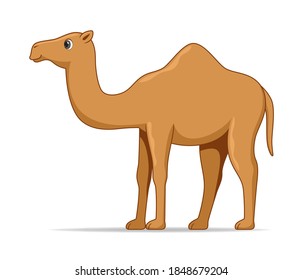 Dromedary camel animal standing on a white background. Cartoon style vector illustration