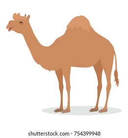 Dromedary camel cartoon character. Funny camel with one hump flat vector isolated on white. African fauna. Camel icon. Wild animal illustration for zoo ad, nature concept, children book illustrating