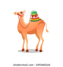 Dromedary camel with a saddle. Raster illustration in flat cartoon style on white background.