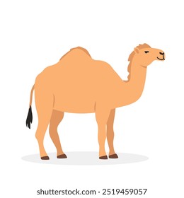 Dromedary camel simple vector illustration. One-humped camel cartoon clipart, animal in flat style. Farm animals concept, rural farming. Livestock desert animal camel vector design isolated on white