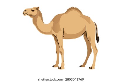 Dromedary camel standing full body vector illustration with dromedary wildlife isolated background
