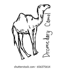 Dromedary camel - vector illustration sketch hand drawn with black lines, isolated on white background