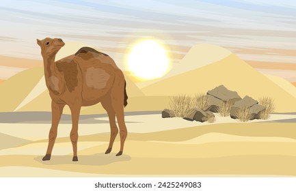 A dromedary camel walks through a desert with dunes. Realistic vector landscape