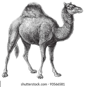 Dromedary (Camelus dromedarius) / vintage illustration from Meyers Konversations-Lexikon 1897