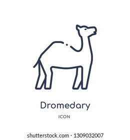 dromedary icon from religion outline collection. Thin line dromedary icon isolated on white background.