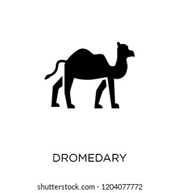 Dromedary icon. Dromedary symbol design from Desert collection. Simple element vector illustration on white background.