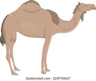 dromedary isolated on white background