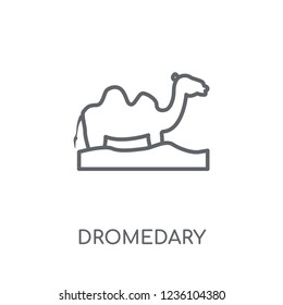 Dromedary linear icon. Modern outline Dromedary logo concept on white background from Desert collection. Suitable for use on web apps, mobile apps and print media.
