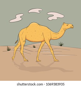 Dromedary, one-humped camel in full growth goes in desert, sketch vector graphics color picture, outline illustration