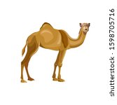 Dromedary, one-humped camel. Pack animal. Vector illustration isolated on white background
