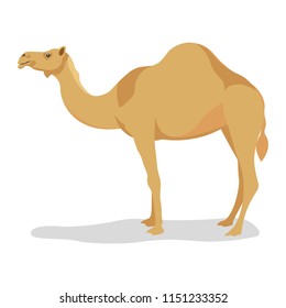 Dromedary, one-humped camel. Vector illustration isolated on white background