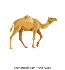 Dromedary, one-humped camel. Vector illustration isolated on white background