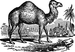 Dromedary, vintage engraved illustration drawing.