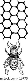 A drone bee and drone cells in which it develops; is a male bee. They lack stingers and do not gather, nectar or pollen and buzz around the intruders, vintage line drawing or engraving illustration.