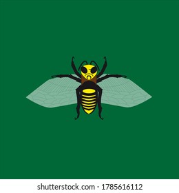 drone bee  scientific name anthophila