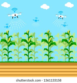 Drone is fertilizing in the corn field controlled by AI, Agricultural technology,  smart farming.