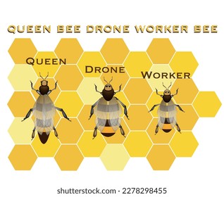 abeja reina de la trabajadora de drones