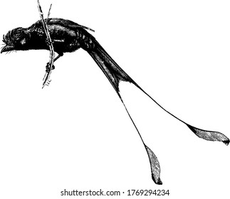 Drongo is a small Asian passerine bird with a long forked tail and a strong bill in the family Dicruridae., vintage line drawing or engraving illustration. 