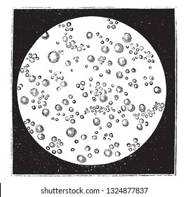 Drop of milk, seen under the microscope, vintage engraved illustration. Zoology Elements from Paul Gervais.