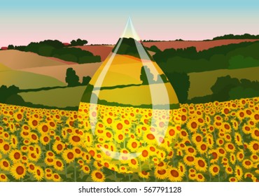 drop of sunflower oil on the background field with sunflowers