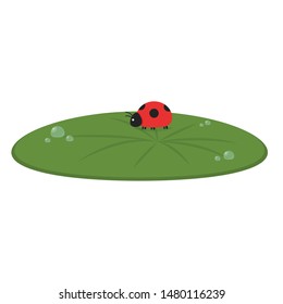 Drop of water on Lily pad. Lily pad vector. wallpaper. ladybug on lotus leaf. Ladybug on Lily pad.