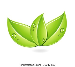  drops on the green leafs isolated