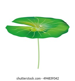 
Drops of water on a lotus leaf