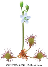 Drosera rotundifolia (Round-leaved Sundew) Native North American Carnivorous Plant