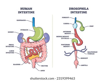 Drosophila digestive tract with anatomical gut sections outline diagram. Labeled educational scheme with fruit flies inner anatomy comparison with human intestine system vector illustration.