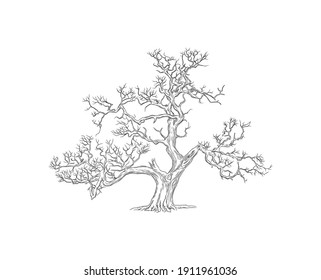 árbol de sequía con estilo de dibujo manual vectorial aislado en blanco