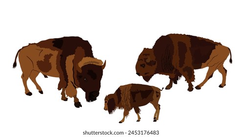 Drove of Bison family vector illustration isolated. Calf bison, animal cub baby. Herd of buffalo symbol of America wildlife. Strong animal, Indian culture native people. Buffalo cubs grassing. 