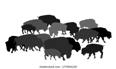 Drove of Bison vector silhouette illustration isolated on white background. Herd of Buffalo, symbol of America. Strong animal, Indian culture. Bison family shadow.