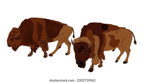 Drove of Bisons couple family vector illustration isolated on white background. Herd of Buffalo, female and male symbol of America. Strong animal Indian culture. Bison family. Buffalo couple parents.