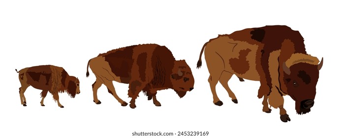 Drove of Bisons family vector illustration isolated. Calf bison, animal cub baby. Herd of buffalo symbol of America wildlife. Strong animal, Indian culture native people. Buffalo cubs grassing. 