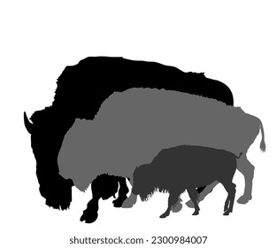 Drove of Bisons family vector silhouette illustration isolated on white background. Herd of Buffalo, symbol of America. Strong animal, Indian culture. Bison family shadow. Buffalo calf with parents.