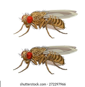 Drozophila Melanogaster, Common Fruit Fly Or Vinegar Fly