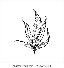 Drug marijuana leaf hand drawn illustration artwork