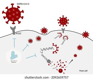 Arzneimittelweg oder Diagramm des Anti-COVID-19 (SARS-CoV-2)-Arzneimittels zur COVID-19-Behandlung oder Hemmung der SARS-CoV-2-Infektion