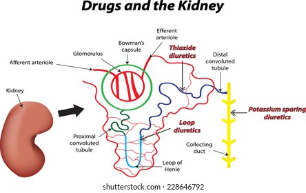 loop of henle kidney