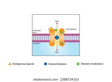 Drugs targeted channelopathies, endogenous ligands, channel blockers and allosteric modulators. Ligand, Voltage-gated ion channel. Mechanism for the transport of ions. Vector illustration.
