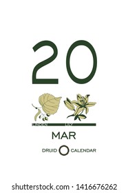 Druid calendar of flowers and trees. Leaf calendar template. Day after day. March 20 is a linden tree and a lily flower. Astrological сeltic horoscope. Eco design.