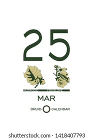 Druid calendar of flowers and trees. Leaf calendar template. Day after day. March 25 is a nutwood tree and a foxglove flower. Astrological сeltic horoscope. Eco design.