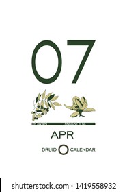 Druid calendar of flowers and trees. Leaf calendar template. Day after day. April 7 is a rowan tree and a magnolia flower. Astrological celtic horoscope. Eco design