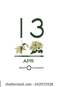 Druid calendar of flowers and trees. Leaf calendar template. Day after day. April 13 is a maple tree and a hydrangea flower. Astrological celtic horoscope. Eco design